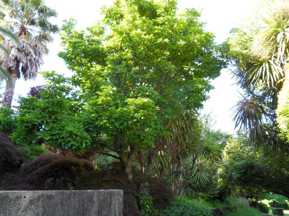 Quinta Do Bento Novo - Casa De Campo - Turismo Rural Viana do Castelo Eksteriør bilde