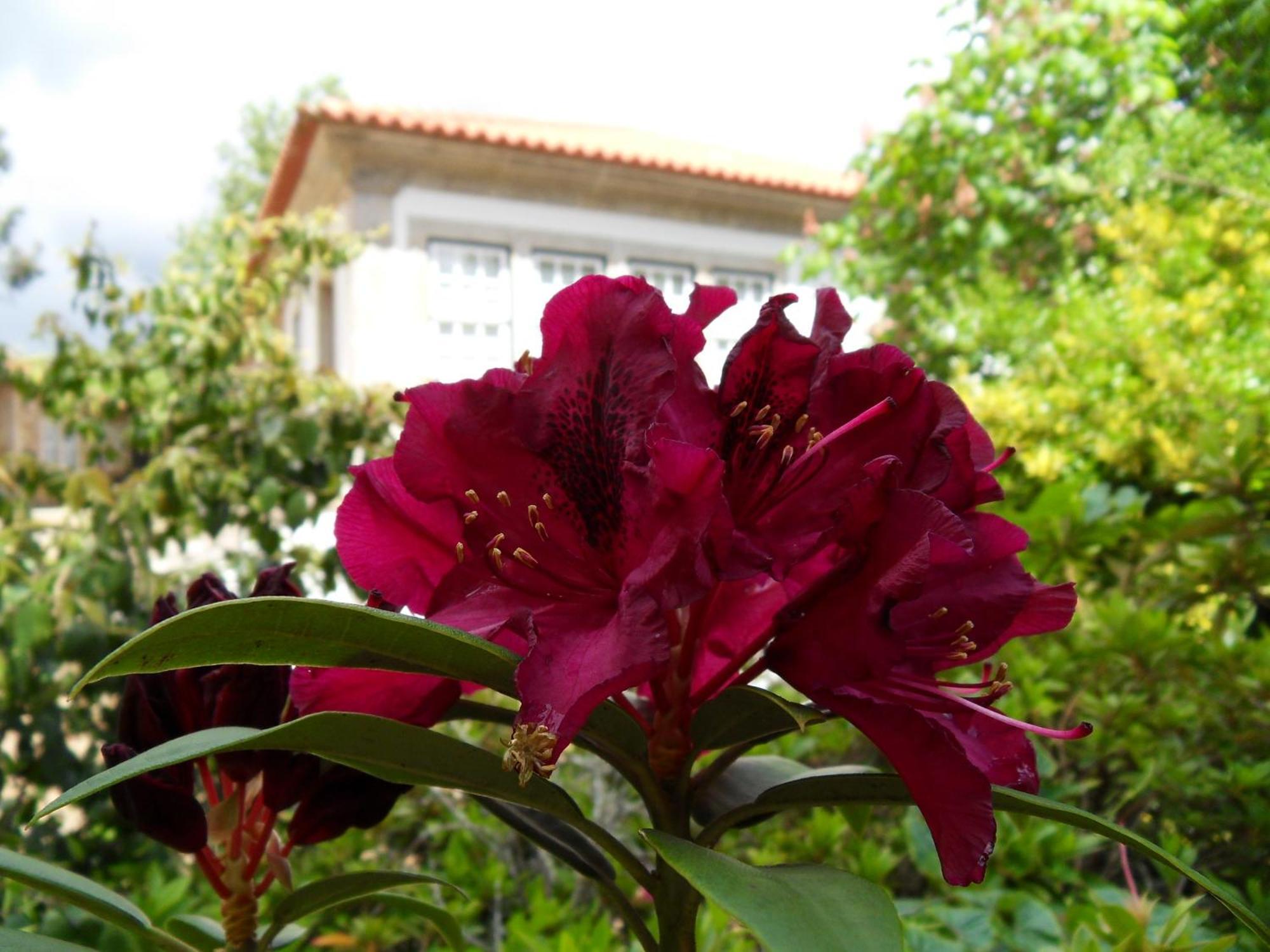 Quinta Do Bento Novo - Casa De Campo - Turismo Rural Viana do Castelo Eksteriør bilde